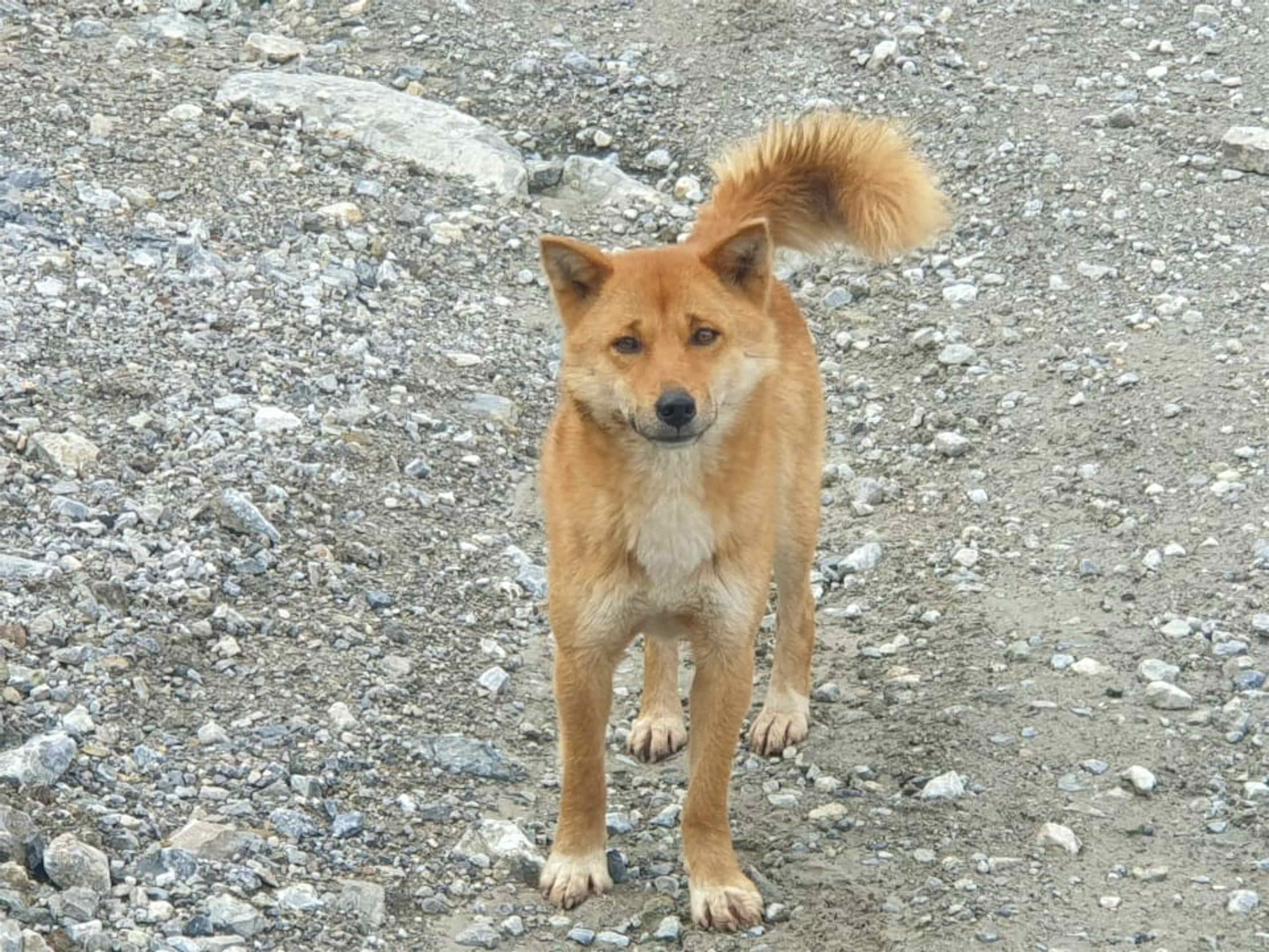 The rare New Guinea singing dog with an eerie howl may not be extinct